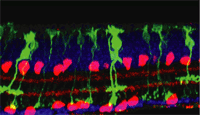 A ''repaired'' retina of a mice with retinal degeneration. In this genetic